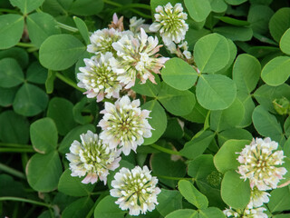 White clover