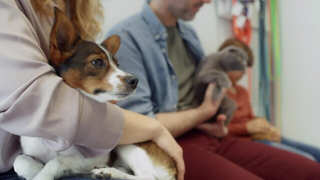 Owners of animals waiting for visit at vet. Shot with RED helium camera in 4K.  