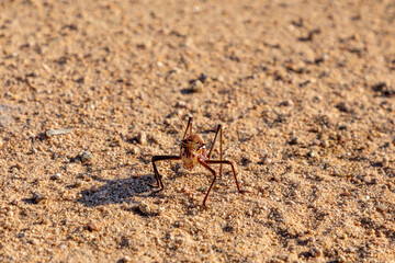 Selective focus on an Armoured ground cricket, also know as Corn Cricket. Scientific name is Acanthoplus discoidalis. Native to the Karoo and Kalahari area of South Africa
