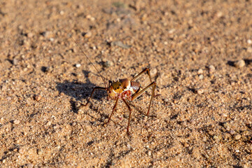 Close up Selective focus on an Armoured ground cricket, aka Corn Cricket. Scientific name: Acanthoplus discoidalis. Native to the Karoo and Kalahari area of South Africa