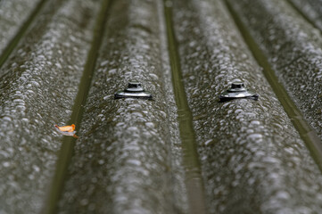 Umbrella nails hold sheets of corrugated iron down.