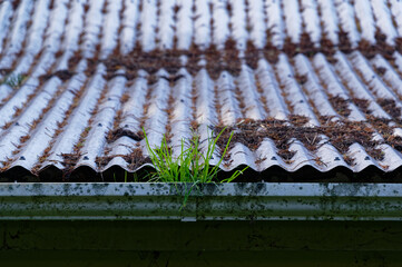 An autumn job, clearing the gutters in time for winter