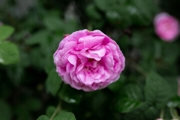 Drops of water on a pink rose. Blurred background. Macro. Garden, garden floriculture