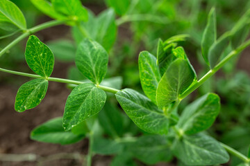 Fototapeta na wymiar Peas planted for seedlings. Vegetable garden, agriculture, rural, business
