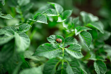 Fototapeta premium The Colorado potato beetle feeds on potato leaves. Vegetable garden, agriculture, rural, business