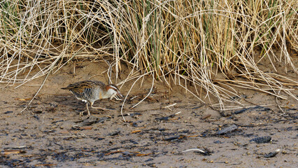 Banded Rail, Abel Tasman National Park, Aotearoa / New Zealand.