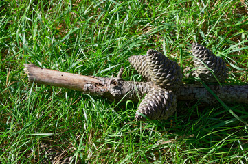 Pine cones still attached to their branch lie on the grassy ground