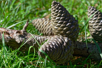 Great fire starters, pine cones lie on the ground