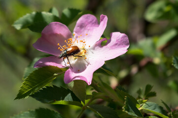 Close-up view of a rose hip flower. The fruits and flowers of this shrub have healing effects.