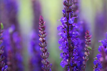 Szałwia piękne jasne, fioletowo-niebieskie kwiaty w rozkwicie, purple Salvia  - obrazy, fototapety, plakaty
