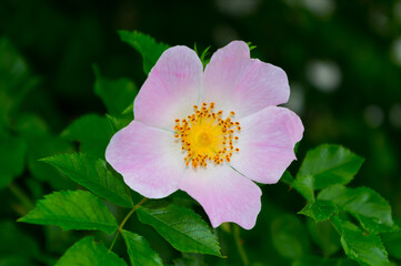 Close-up view of a rose hip flower. The fruits and flowers of this shrub have healing effects.