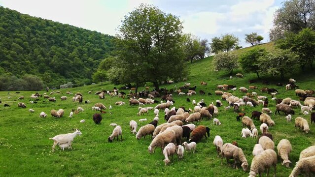 Aerial drone view of grazing sheep and goats on a clearing with green grass and trees in Moldova