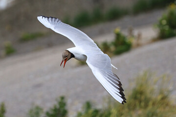 Fliegende Möwe