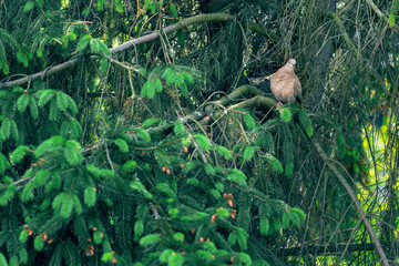 Pigeon Columba palumbus on a branch of a coniferous tree in the wood pigeon's natural habitat on a summer morning, a cautious bird in the forest, hiding from people and large animals.