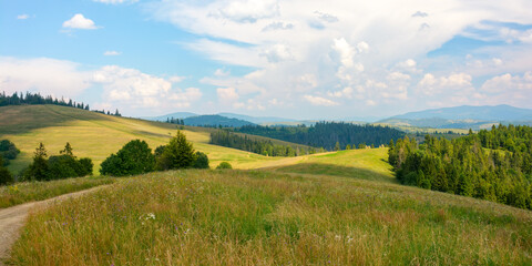 carpathian countryside scenery in summer. grassy fields and meadows beneath a blue sky with fluffy clouds. spruce forest on the rolling hills. ridge in the distance. warm sunny weather