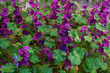 Fototapeta na wymiar Dark purple mallow flowers blossoming on a summer day