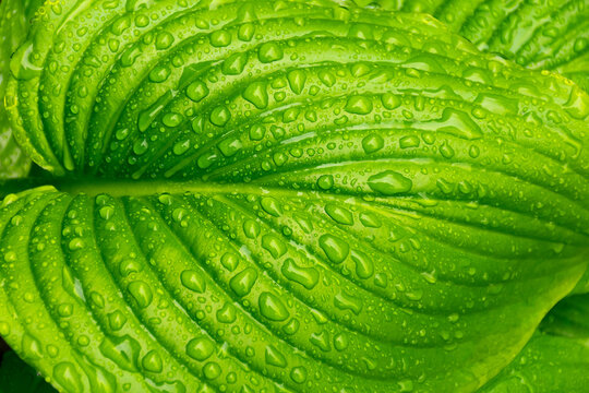 green plant in raindrops. clean environment concept. closeup of dew on the surface of a leaf. fresh nature background in water drops