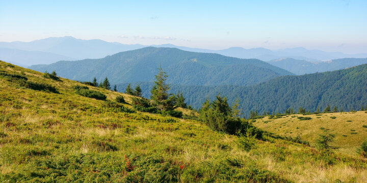 spruce trees on the grassy hillside meadow. mountain landscape on a sunny summer morning. view in to the distant valley. explore nature of carpathians