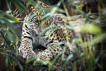 Jaguar lying behind grass. spotted fur, camouflaged lurking. The big cat is a predator.