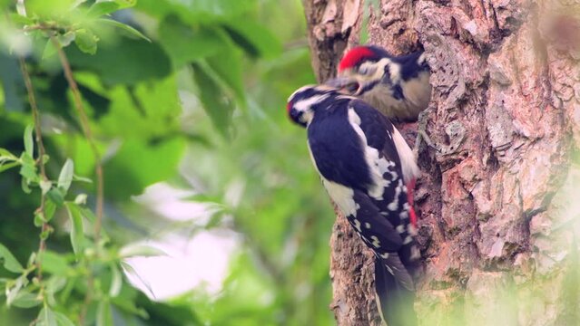Great Spotted Woodpecker (Dendrocopos major) chick in its nest hole in a tree during springtime in a forest.