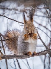 The squirrel with nut sits on tree in the winter or late autumn