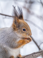 The squirrel with nut sits on tree in the winter or late autumn