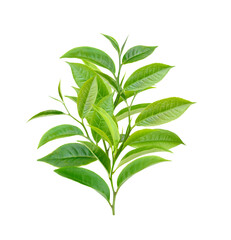 Tea leaves isolated on white