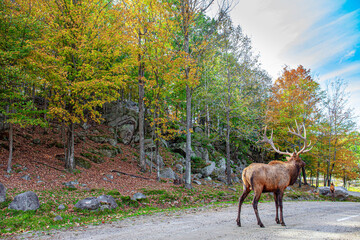 Deer graze freely