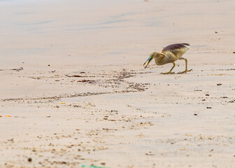 A successful kill by pond heron