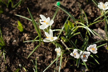 Flowers in garden. Sprouts in ground. Garden details. Spring green sprouts.