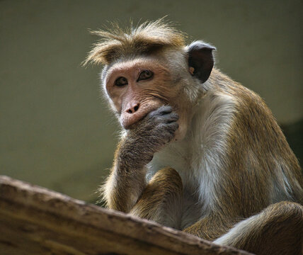 Rhesus monkey sitting on a branch and nibbling his hand. animal photo