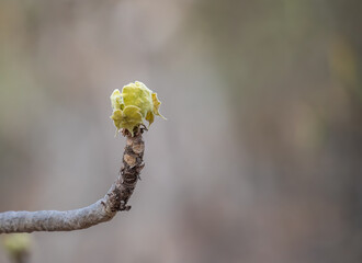 A leaf tree like flower