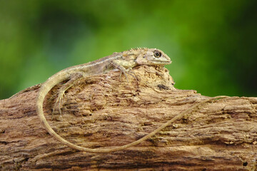 Common garden lizard molting on the tree during summer season. Selective focus with copy space