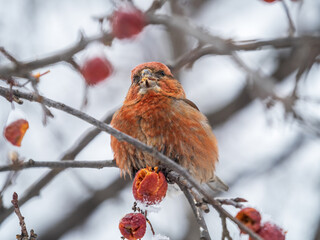 Red Crossbill male sitting on the tree branch and eats wild apple berries. Crossbill bird eats berries.