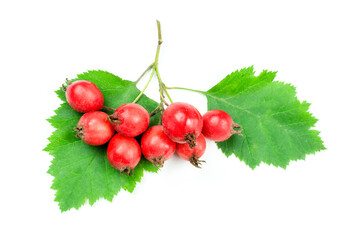 A cluster of ripe red hawthorn fruits (berries) on a branch with green leaves close-up on a white isolated background. Traditional medicine. A source of vitamins.