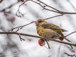 Red Crossbill female sitting on the tree branch and eats wild apple berries. Crossbill bird eats berries.