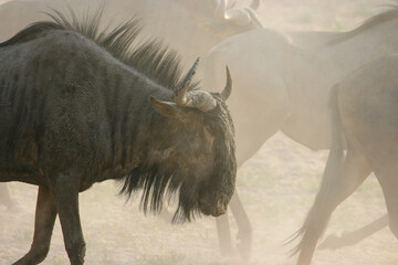 Blue Wildebeest or Brindled Gnu, Kgalagadi, South Africa