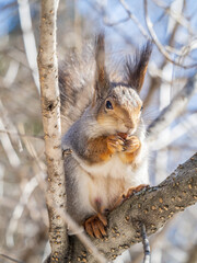 The squirrel with nut sits on tree in the winter or late autumn