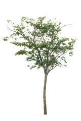 A single alive tree on the white background cutout, plant and nature concept