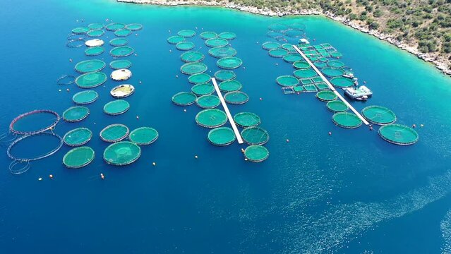 Aerial drone video of fish farming unit of sea bass and sea bream with round net cages in Anemokambi bay area near Galaxidi, Greece