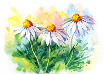 Chamomile in the field. Watercolor painting