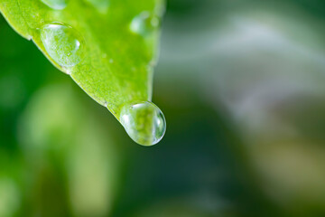 爽やかな新芽の葉と輝く美しい水滴と水玉