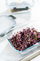 Growing sprouts in a jar