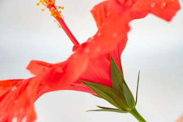 ハイビスカスの花