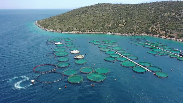 Aerial drone video of fish farming unit of sea bass and sea bream with round net cages in Anemokambi bay area near Galaxidi, Greece