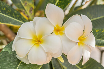 Fototapeta na wymiar Lilac flowers blooming in nature flowers in tropical garden