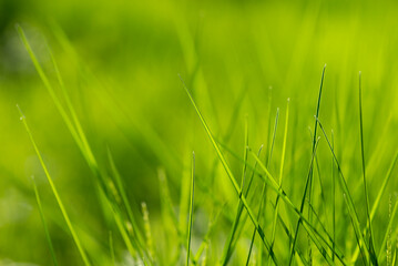 Macro grass in gentle focus. Blurred background of green forest. Abstract beautiful backdrop for text or advertising. Morning sun in the meadow