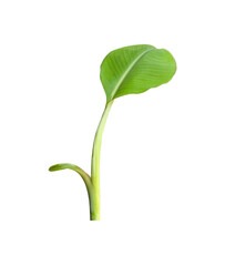 small banana tree isolated on white background