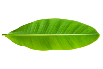 Obraz premium banana leaves isolated on a white background
