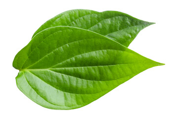 Green betel leaves isolated on white background - obrazy, fototapety, plakaty